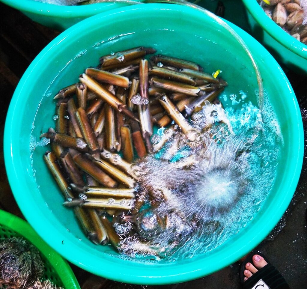Ốc móng tay tươi sống trong thau nước ở chợ hải sản Nha Trang
