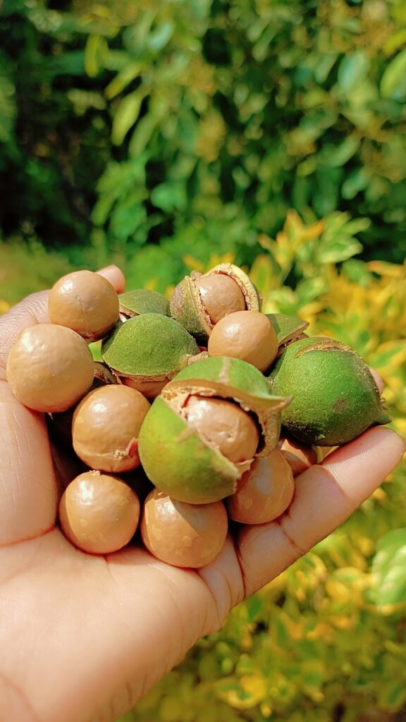Hạt macca nâu bóng lẫn quả còn vỏ xanh trong lòng bàn tay