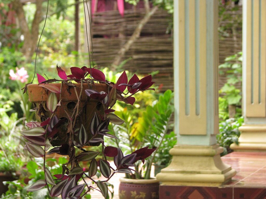 Hiên nhà homestay với chậu cây treo và khoảng sân xanh mát