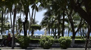 Hàng dừa xanh mát bên bờ biển Trần Phú, nơi có nhiều quán nhậu Nha Trang