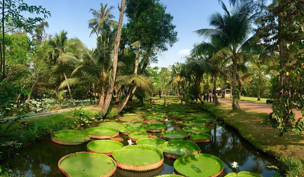 Ao nước xanh mát giữa hàng dừa, không gian đồng quê yên bình