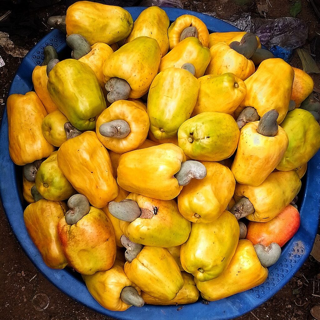 Trái điều chín màu vàng cam, mỗi trái mang một hạt điều bên dưới