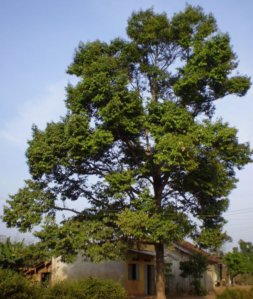 Cây sầu riêng cao lớn trong vườn nhà