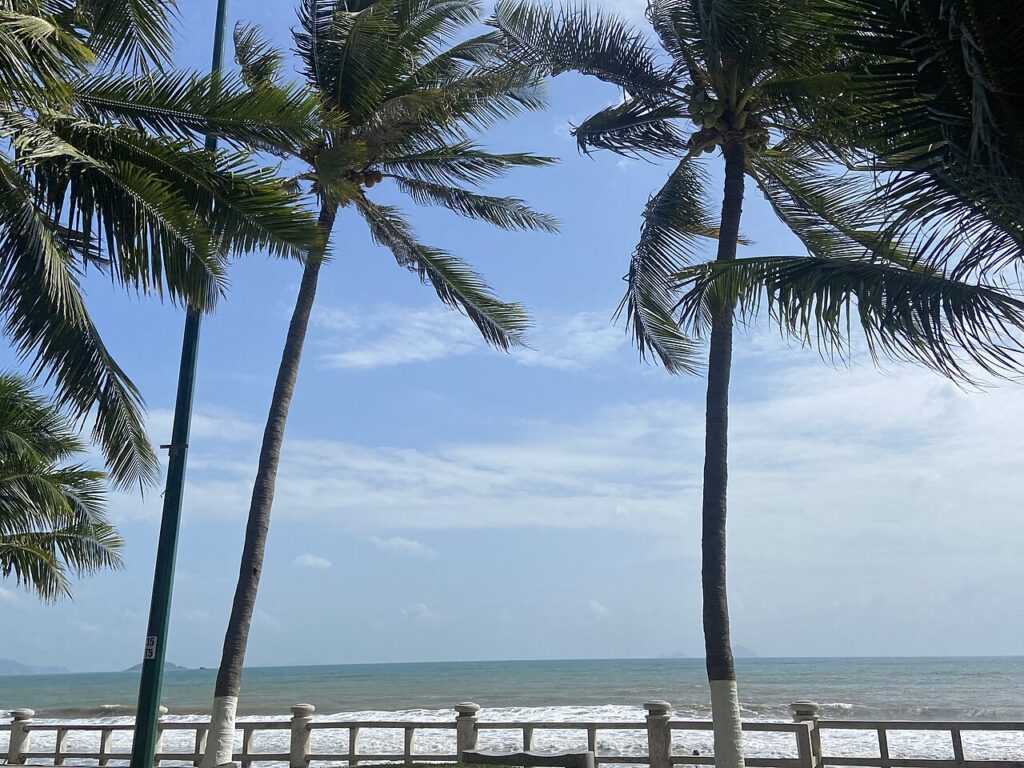Hàng dừa ven biển Nha Trang dưới trời xanh mùa khô