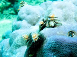 Rạn san hô sống động ở Vịnh San Hô Nha Trang