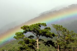 Rừng thông Bidoup – Núi Bà trên cung đường xe Đà Lạt Nha Trang
